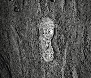 Air Force Shoe Collection